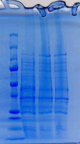 File:Macintosh HD-Users-nkuldell-Desktop-WFprotgel pink.jpg