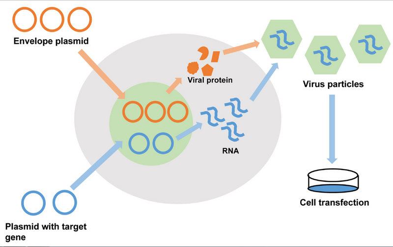 File:Replication-Competent Virus.png