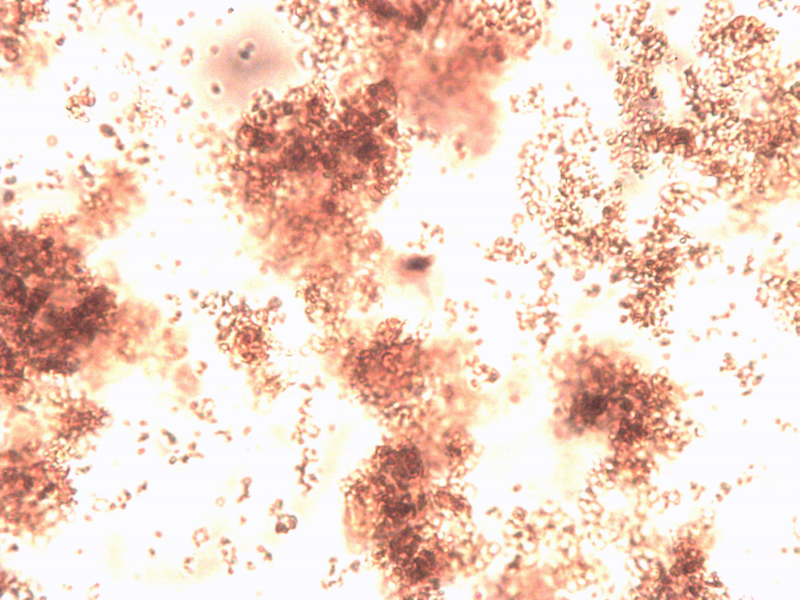 File:1.4uM heme 32x.jpeg