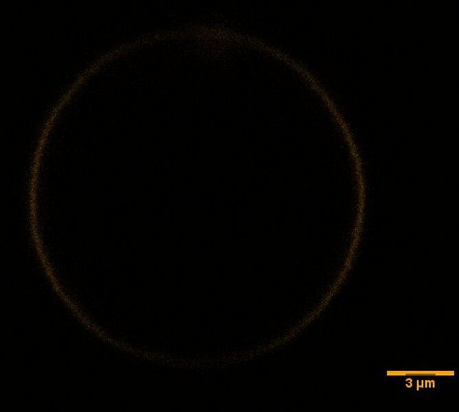 File:BM12 nanosaurs OpenCy3origamiSB.jpg