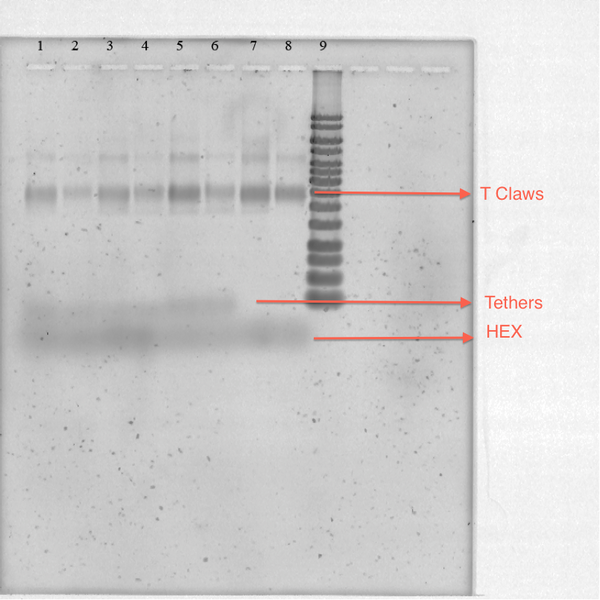 Figure 17-TClaw and Hex Strands SYBR stain Gel
