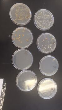 Picture of the Bacteria from Transect 4