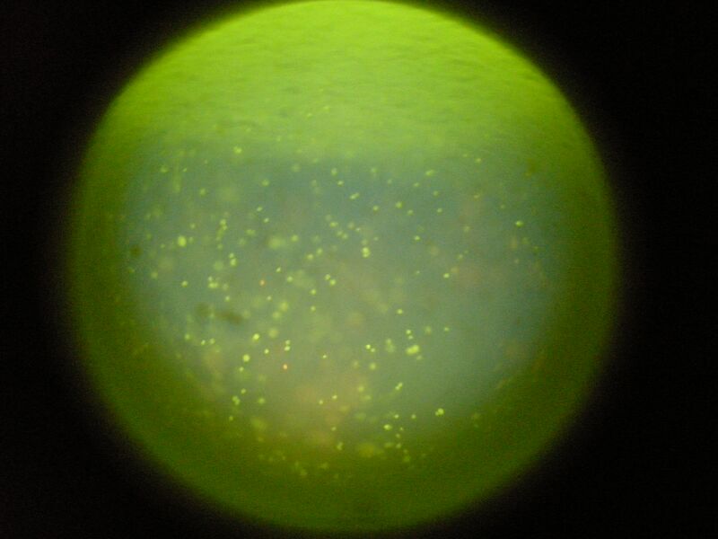 File:TR Green 0.5uM 1 1a.jpg