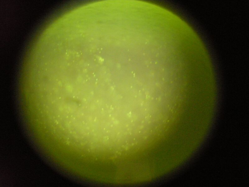 File:TR Red Orange 2uM 2 1.jpg