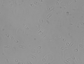 Thumbnail for version as of 16:58, 27 August 2008
