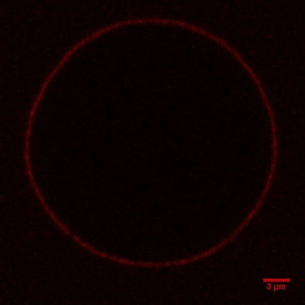 File:BM12 nanosaurs Catcher-compAlexa647(excited)SB.jpg