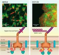 Motile B. subtilis cells are powered by interactions between protein complexes, generating torque for locomotion. The protein EpsE acts as a molecular clutch to disengage the flagellar motor, leaving the flagellum intact but unpowered. This quickly halts locomotion[2]