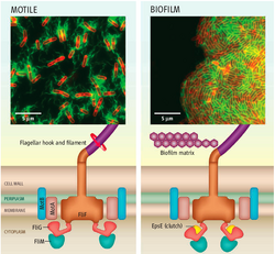 Motile B. subtilis cells are powered by interactions between protein complexes, generating torque for locomotion. The protein EpsE acts as a molecular clutch to disengage the flagellar motor, leaving the flagellum intact but unpowered. This quickly halts locomotion[2]