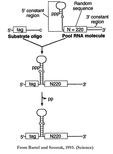 File:CH391L S12 Bartel 1993 schema.png