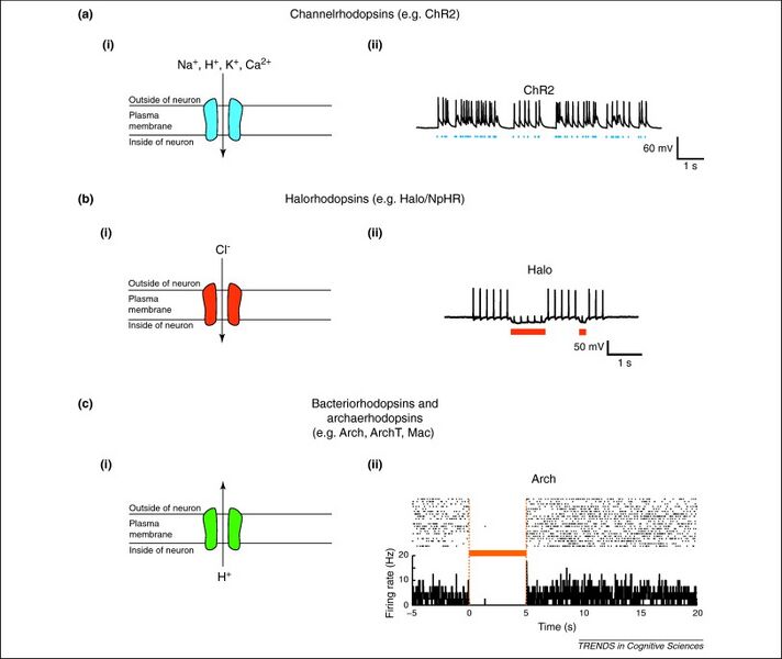 File:CH391L S13 Opsin Receptors.png.jpg