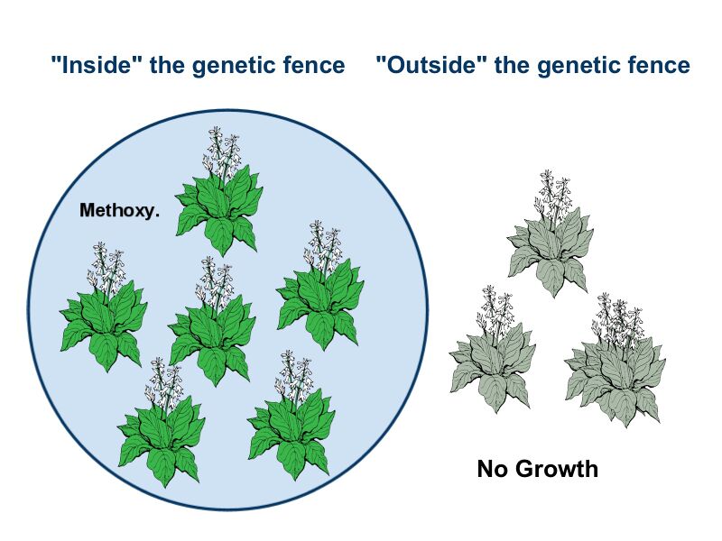 File:IGarden Jamboree Presentation Draft 1-3.jpg