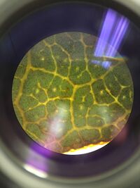 Picture of 1. through the microscope. Vascularization.