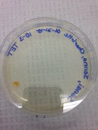 File:LeoRoisman T3.JPG