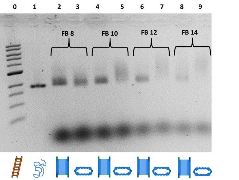 File:BM12 Nanosaurs ImageGel2.jpg