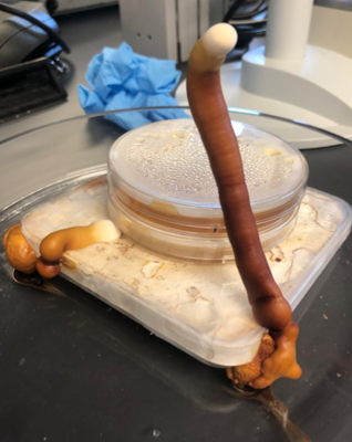 G. lucidum escaping a Parafilmed Petri dish.