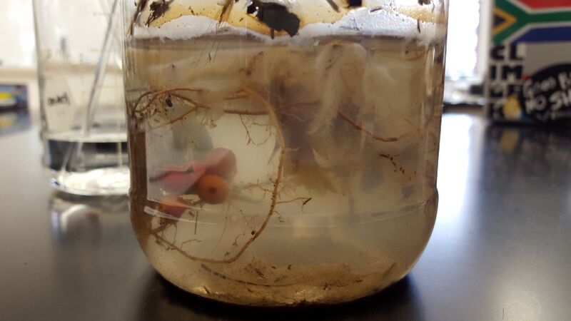 File:20160120 123744.jpg