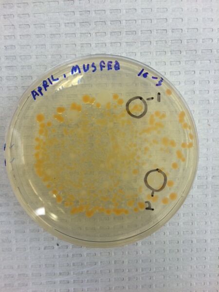 File:IMG 2140 lab 4th feb.JPG