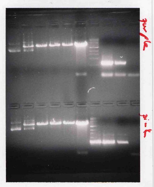 File:Macintosh HD-Users-nkuldell-Desktop-TRlabM1D3 purplepink.jpg