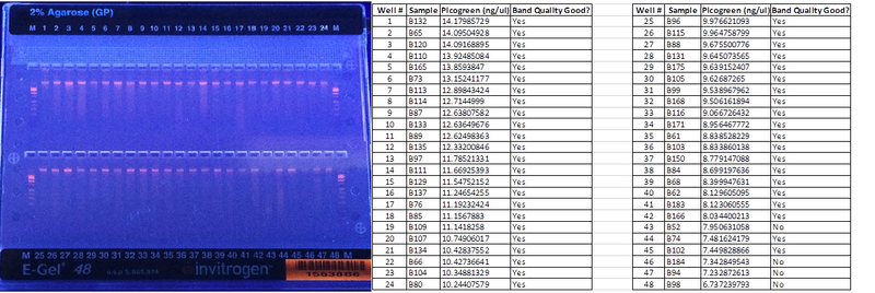 File:PIRE Butterfly E Gel 72815.png
