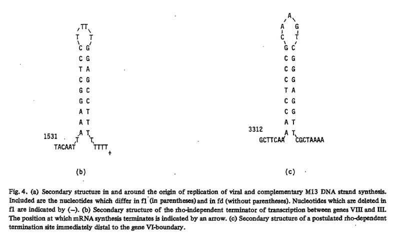 File:Terminators gene80.png