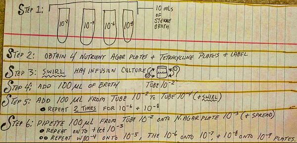 serial dilution procedure