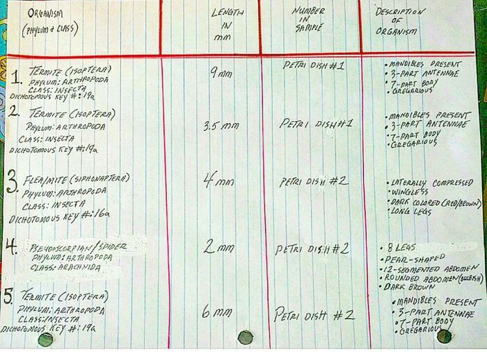 classification chart
