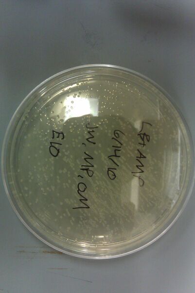 File:Colonies-2 6-15-10.jpg