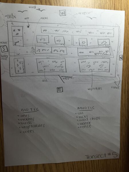 File:Lynda Arostegui lab 1 drawing.JPG