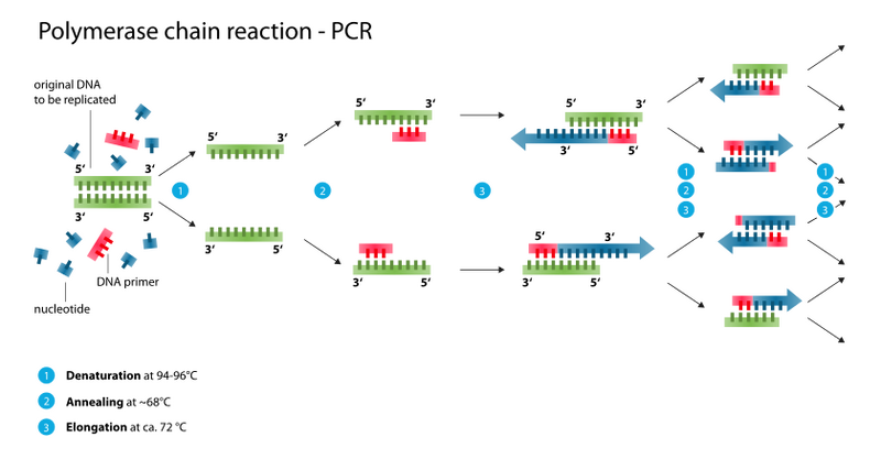 File:PCRdiagram.png
