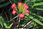 Lilium catesbaei (pine lily) at Brooker Creek Preserve, Pinellas County, FL. Photo by Kristen Penney Sommers.
