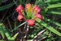 Lilium catesbaei (pine lily) at Brooker Creek Preserve, Pinellas County, FL. Photo by Kristen Penney Sommers.