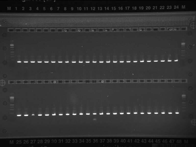 File:RhoAmp01192015 03.JPG