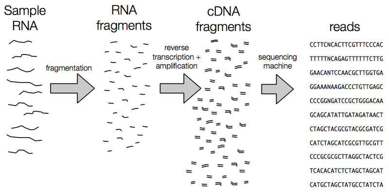 File:Rna-seq.png