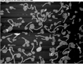 Thumbnail for version as of 05:08, 14 October 2012