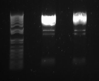 File:10-08-13 digests.bmp