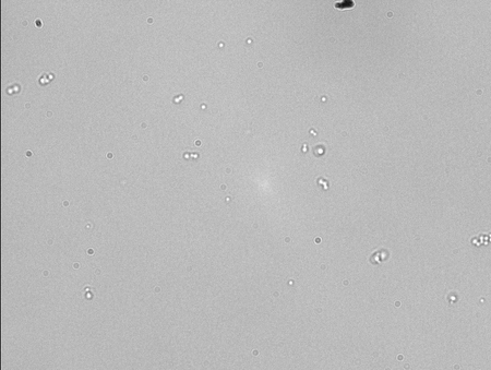 This is a view of the 1:5 dilution of DNA. I don't know how reliable my analysis of this sample is because a bubble as wide as the sample chamber swept through when washing. Here there were more jigglers than stuck beads in almost every sample, but a lot of them were floppy jigglers. In this particular image there are no stuck beads. My analysis of stuck:jiggle is 1:2 (more jiggle than stuck), but again I don't trust it because of the bubble.