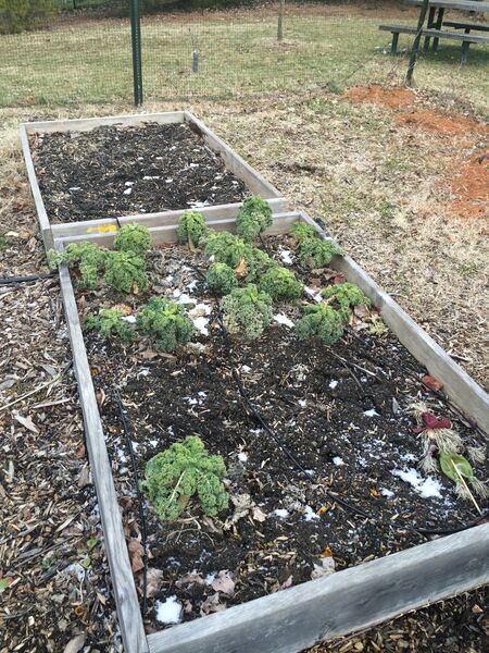 File:2. Kale and Cucumber.jpeg