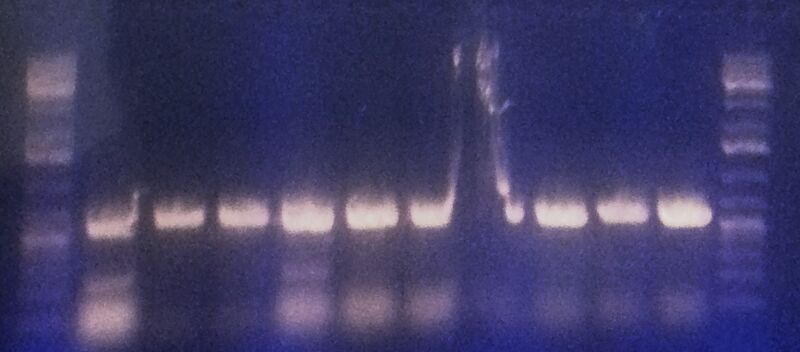 File:20131029 103655 (4).jpg