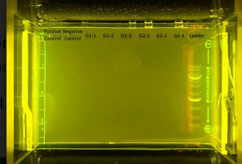 File:Gel Electrophoresis.JPG