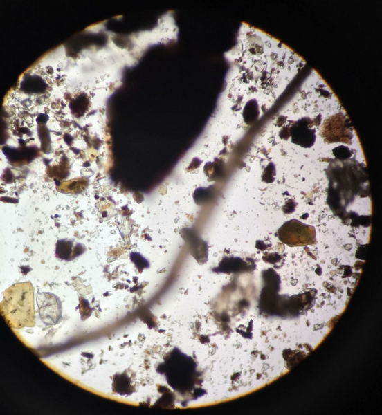 File:Paranema image.png