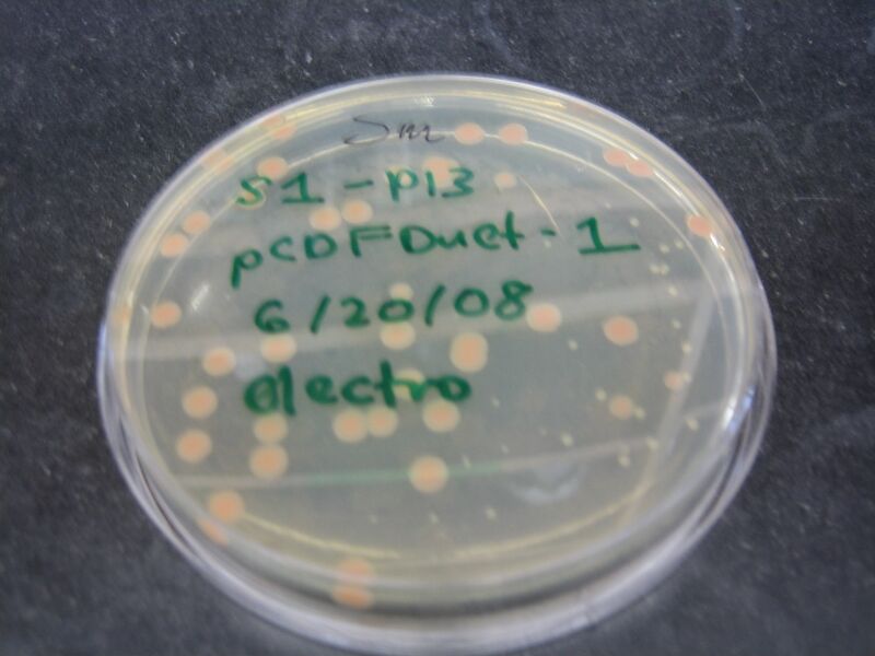 File:SHEWIE Plate 8.JPG