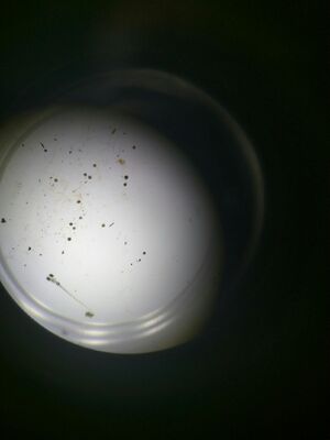 hatched embryo from dark condition day 10