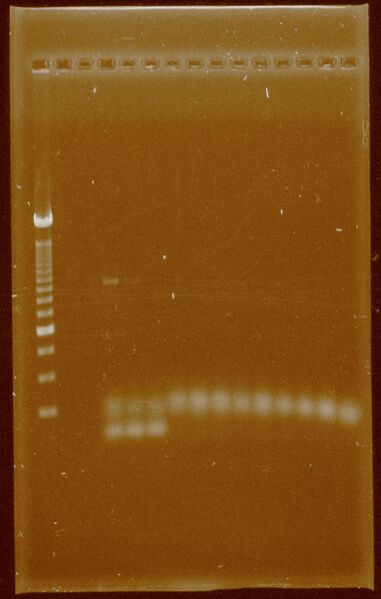 File:Dramirez 24-09-11 PCRsconcentrated Pfx.jpg