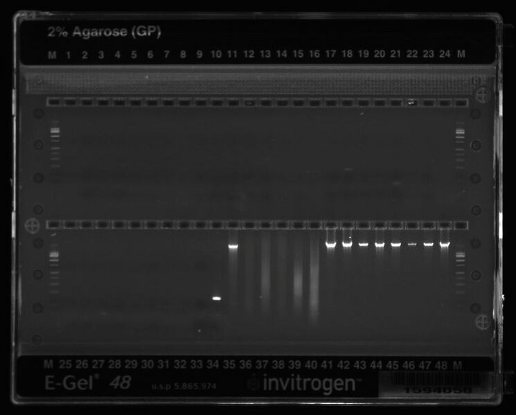 File:HistoricalWIWA egel.jpeg