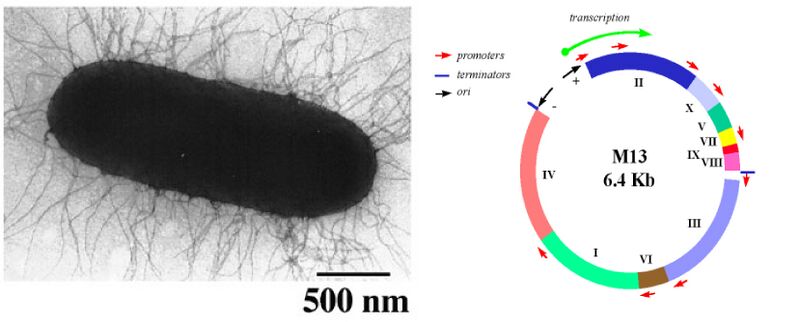 File:Macintosh HD-Users-nkuldell-Desktop-GnmEng coverart S07.jpg