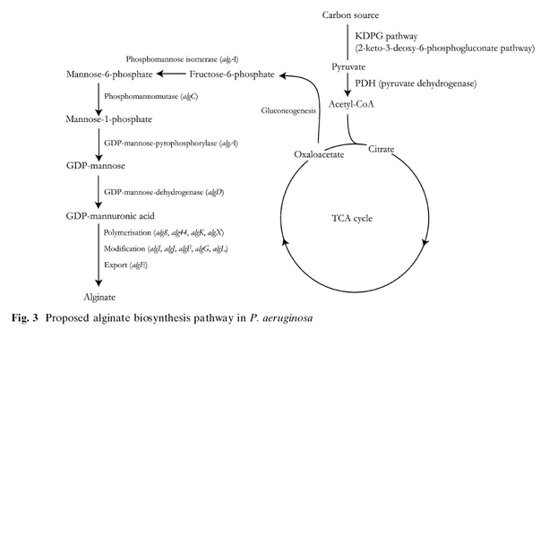 File:Alg pathway.jpg