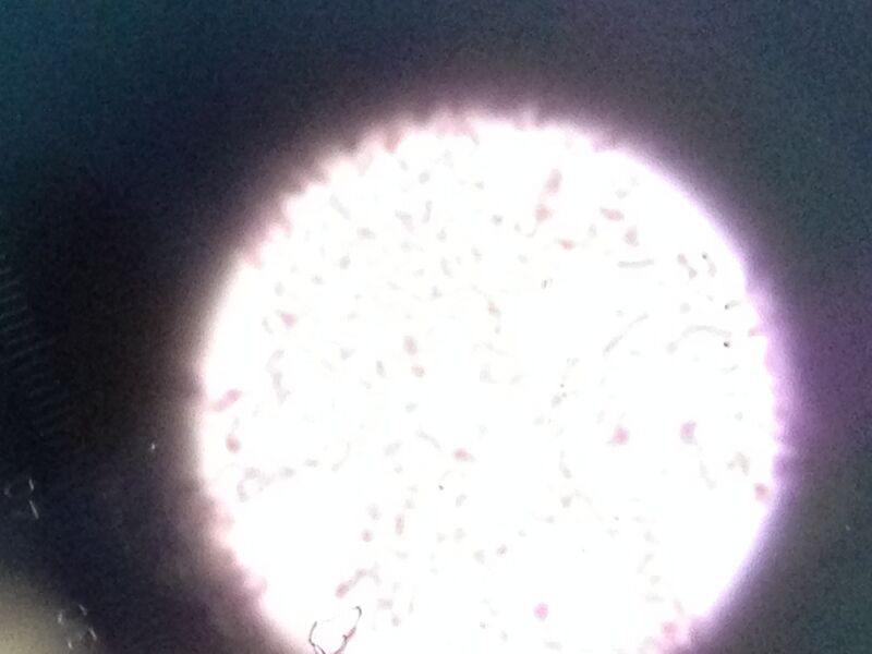 File:BME103 Group3 Asse.jpg