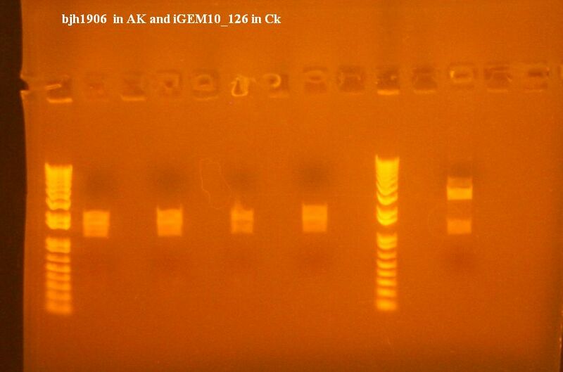 File:Bjh1906 and igem 126.jpg