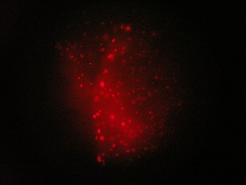 File:TR Green 0uM 2 3b.jpg