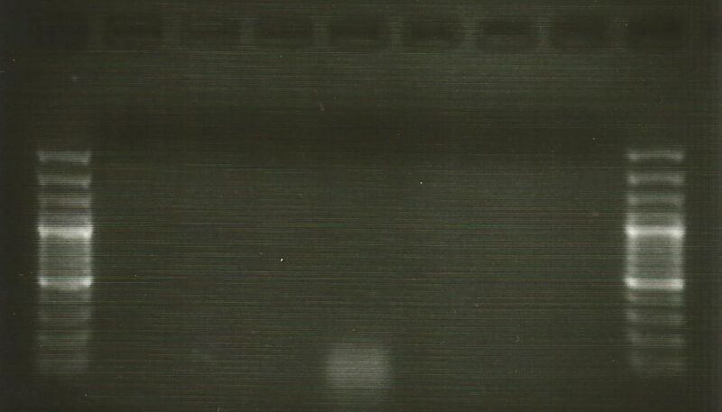 File:10.25.12 Non-primered Lanes.jpg